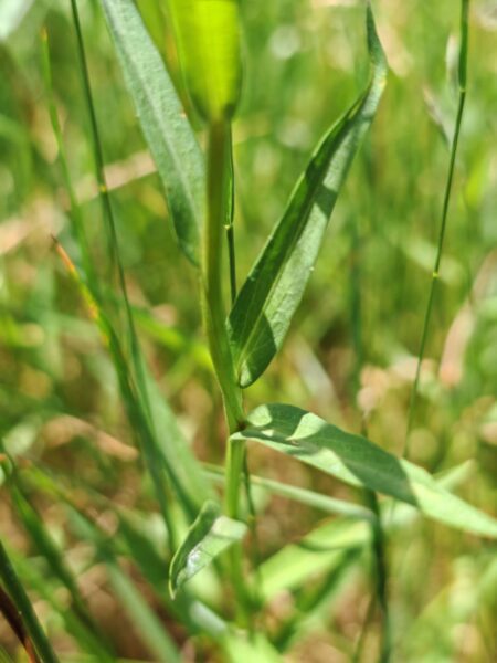 Campanule lancéolée