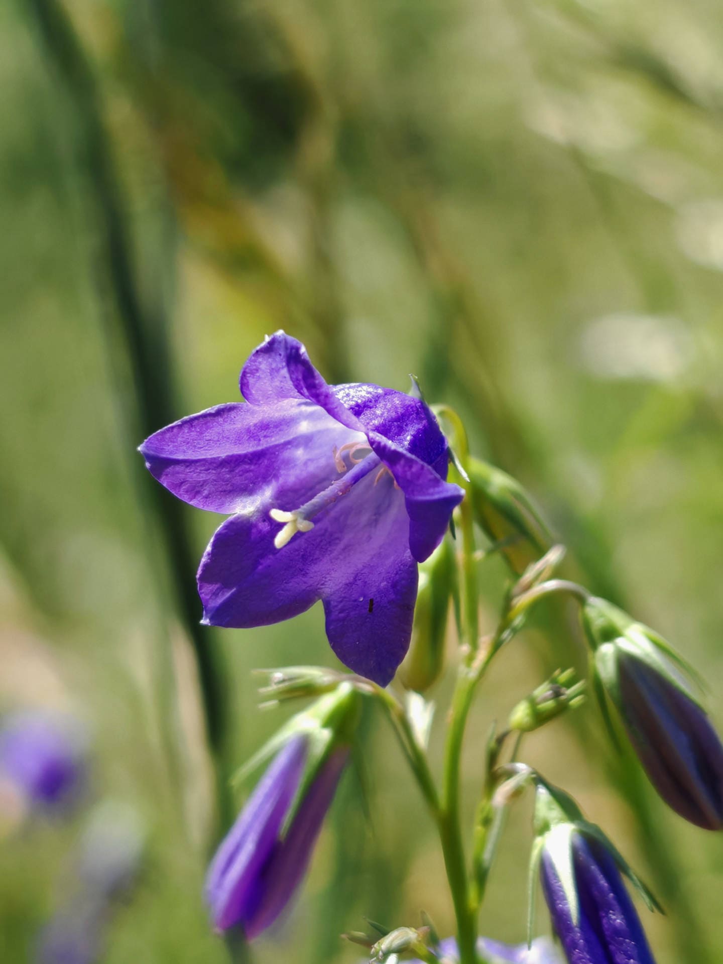 Campanule lancéolée