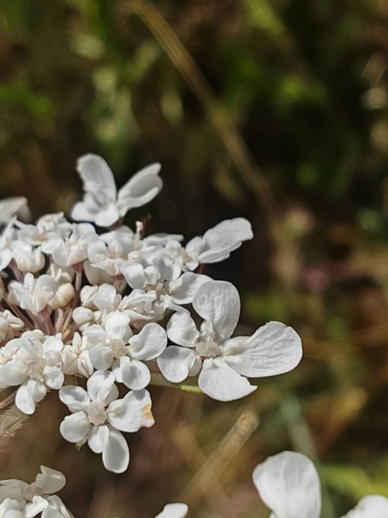 Carotte sauvage - Fleur