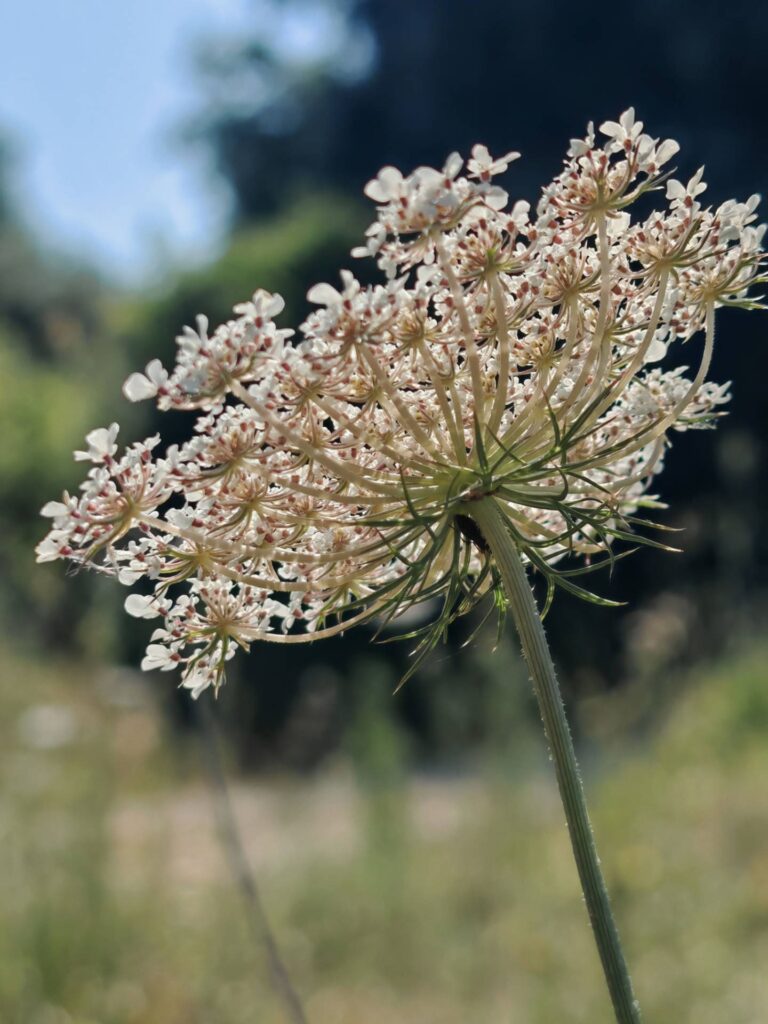 Carotte sauvage - Bractées