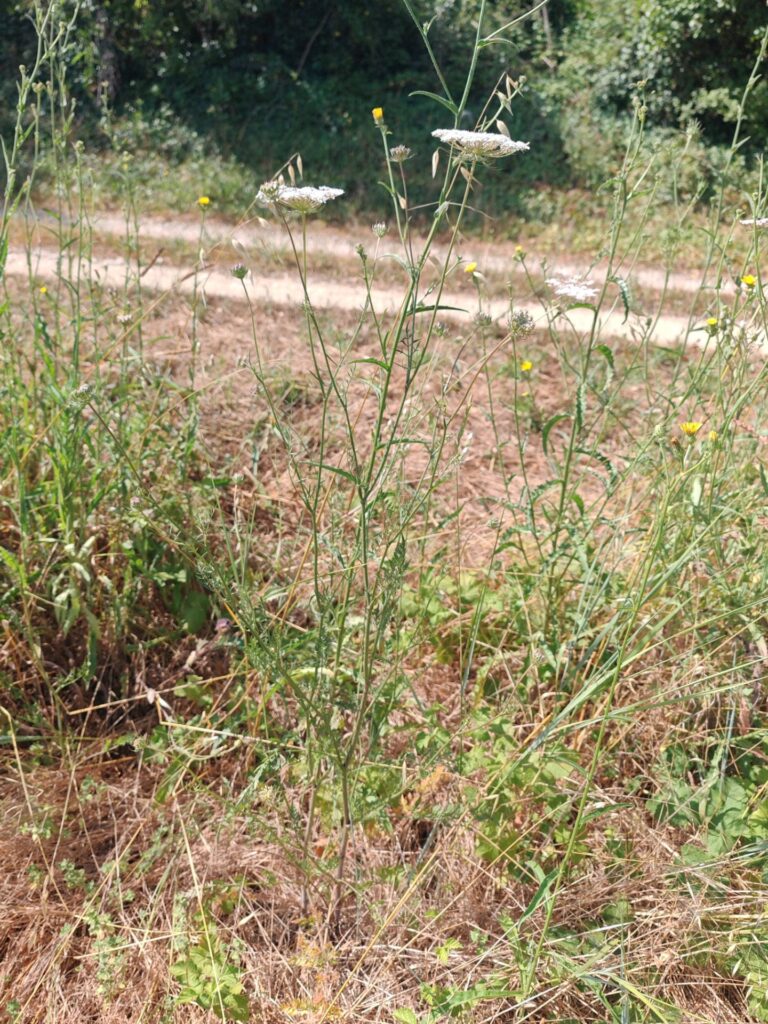 Carotte sauvage - Plante entière