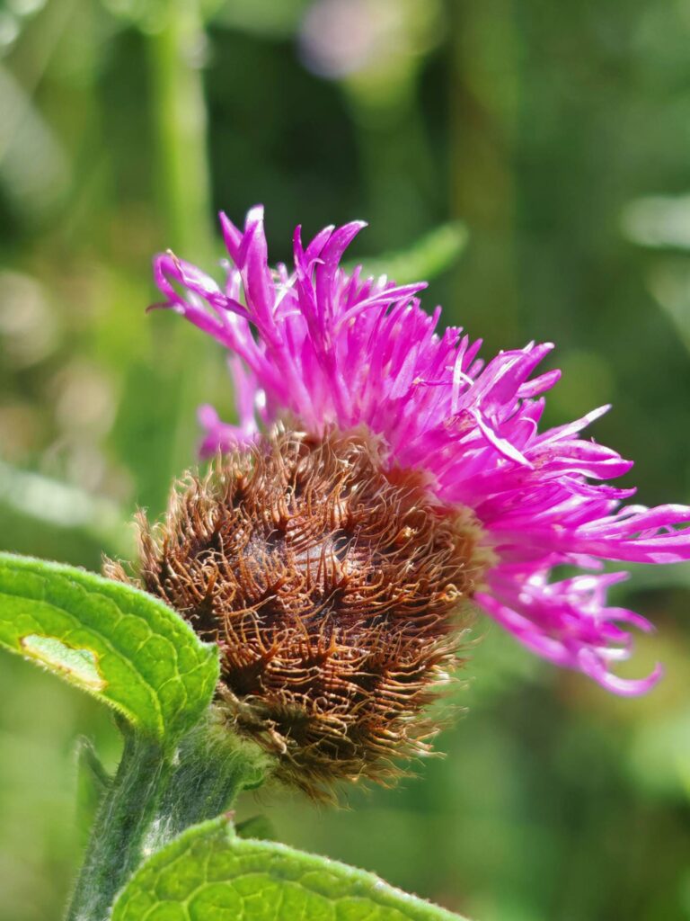 Centaurée des prés - Bractées
