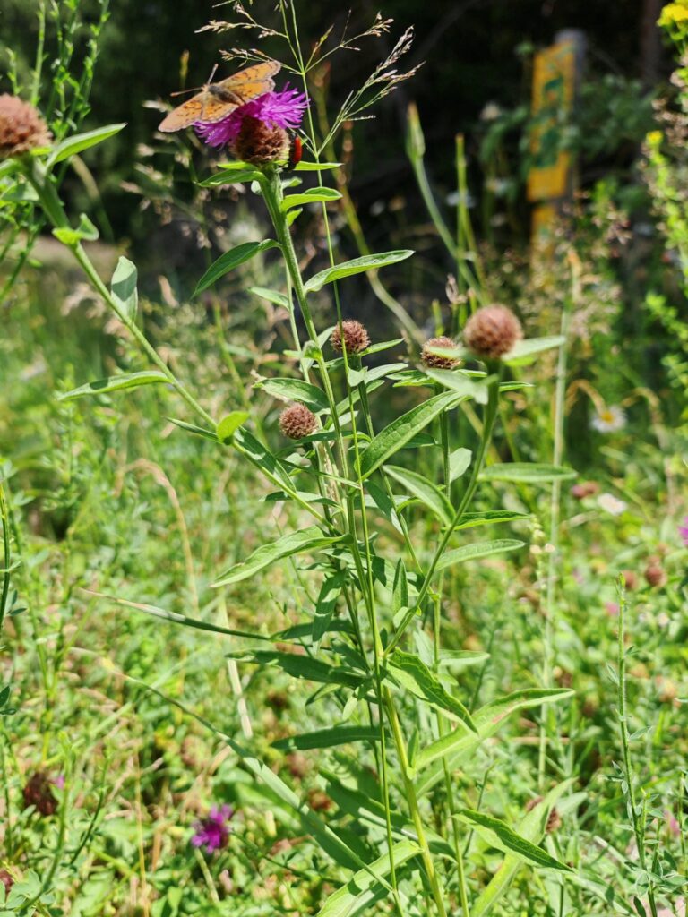 Centaurée des prés - Plante entière