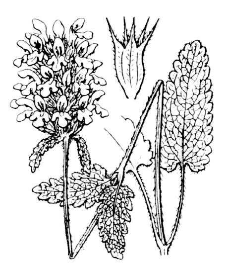 Bétoine officinale
