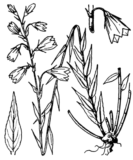 Campanule lancéolée