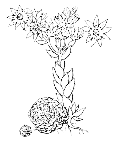 Joubarbe toile-d&rsquo;araignée