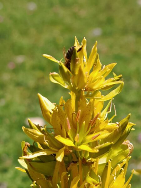 Gentiane jaune