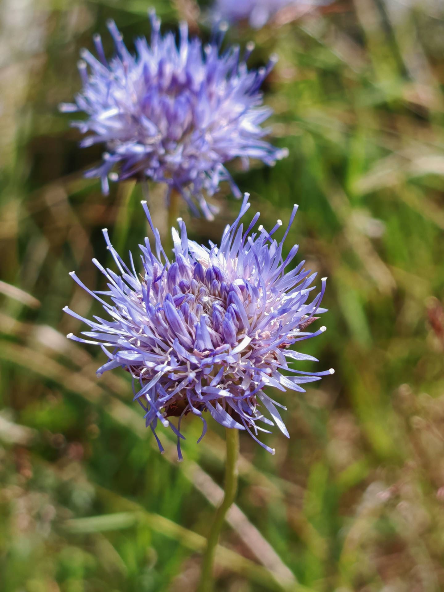 Jasione vivace