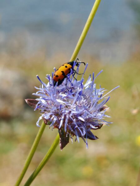 Jasione vivace
