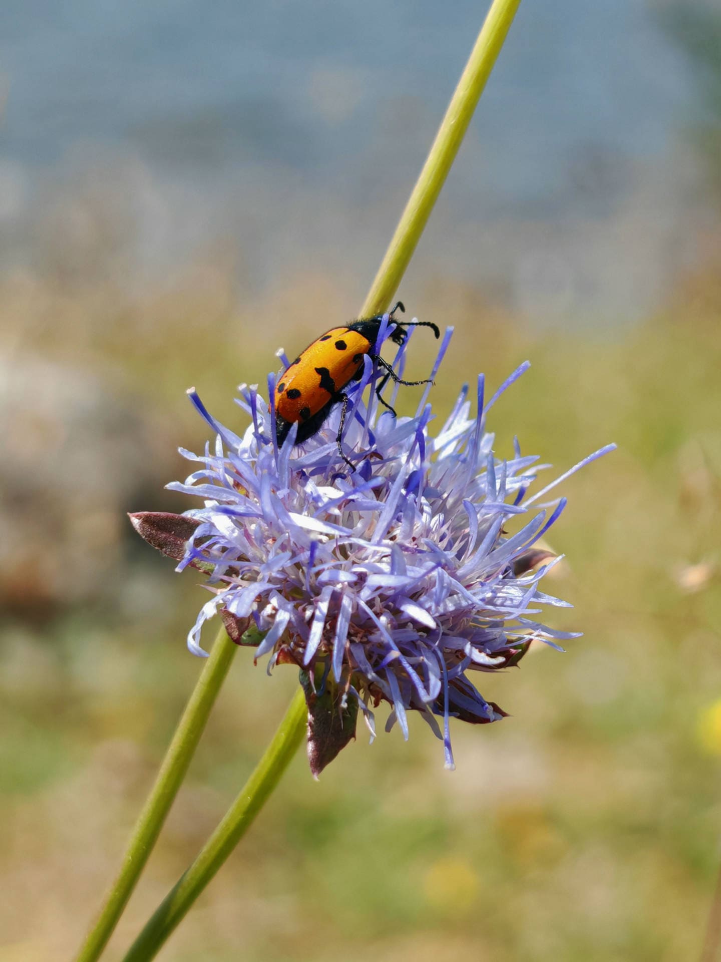 Jasione vivace