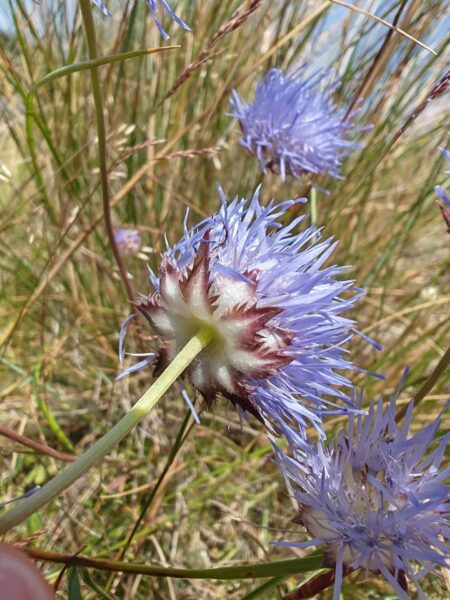 Jasione vivace