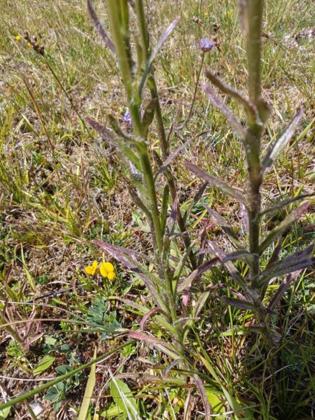Jasione vivace