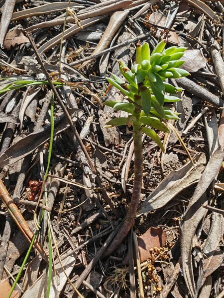 Orpin de Nice