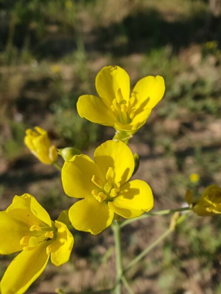Roquette jaune