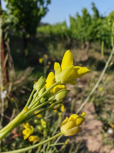 Roquette jaune