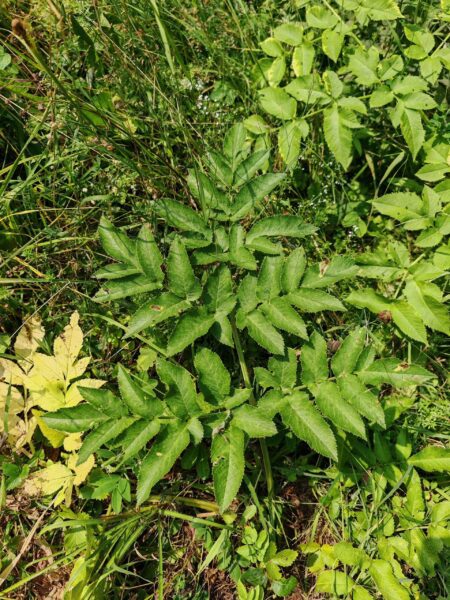 Angélique des bois
