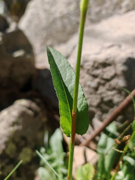 Bistorte officinale