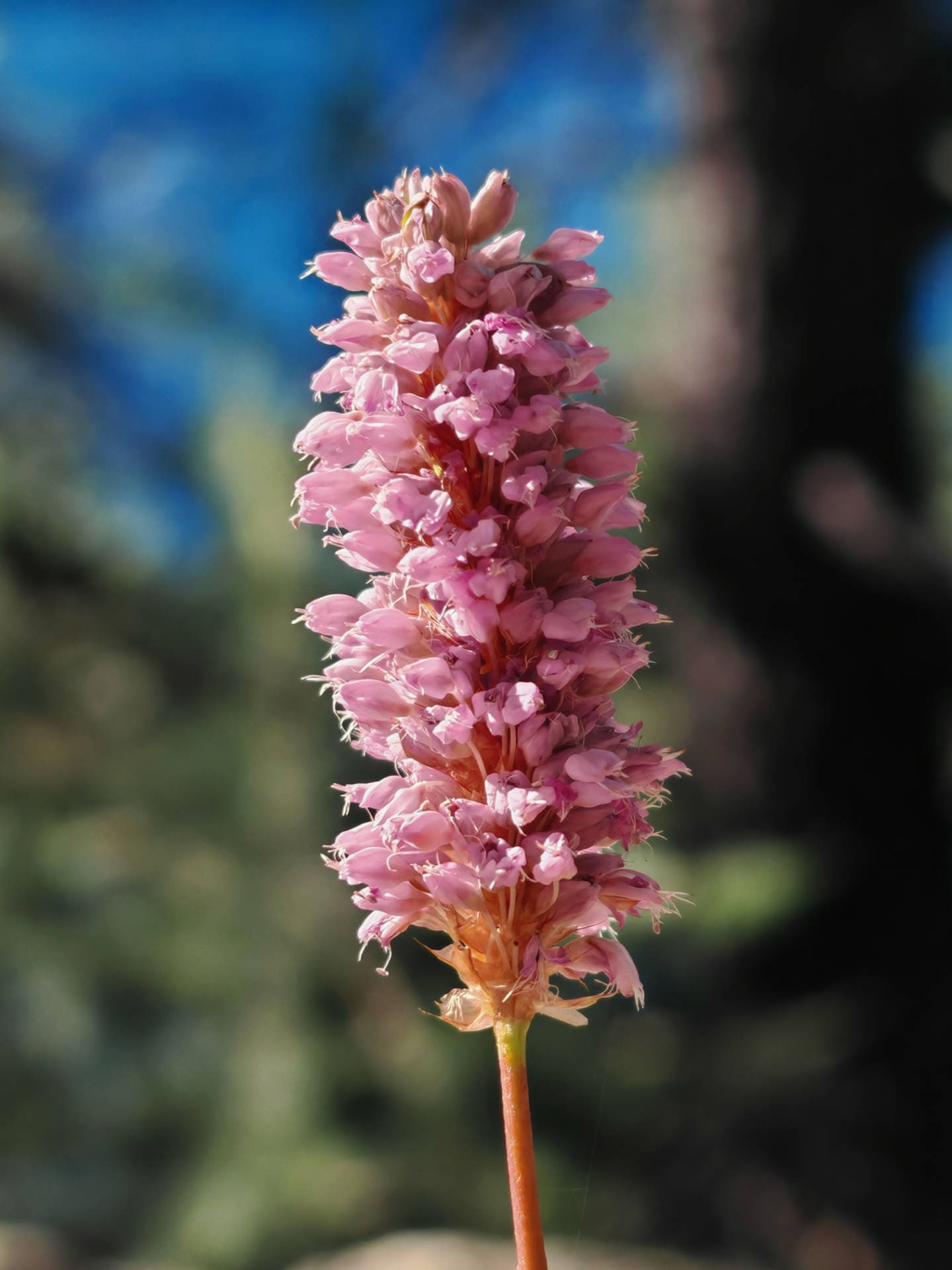 Bistorte officinale