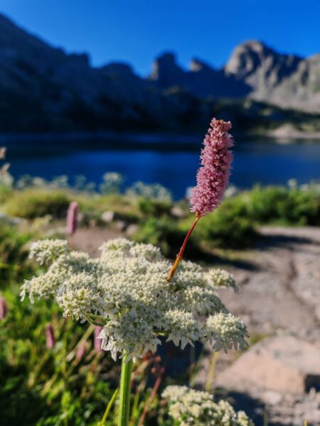 Bistorte officinale