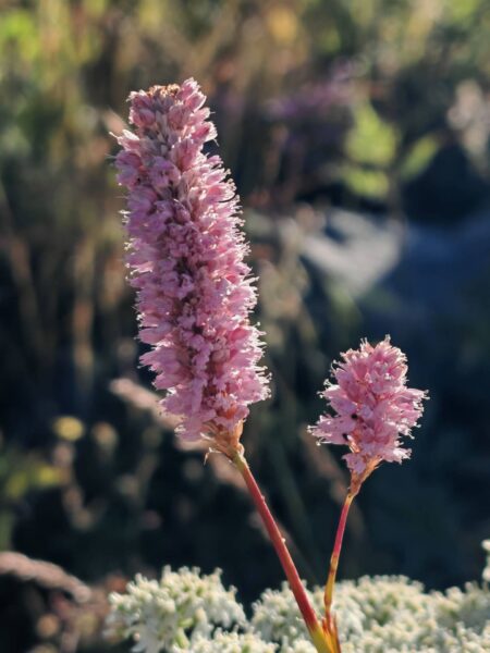 Bistorte officinale