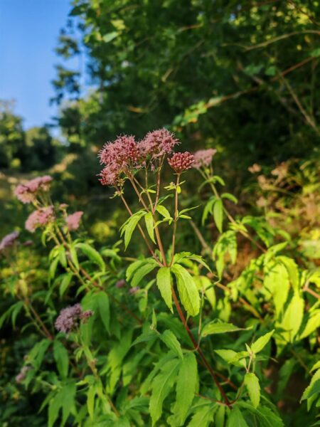 Eupatoire chanvrine