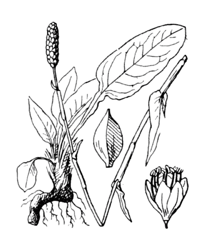 Bistorte officinale