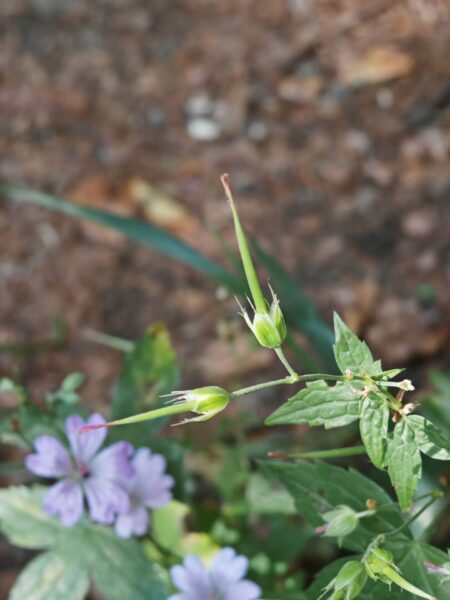 Géranium noueux