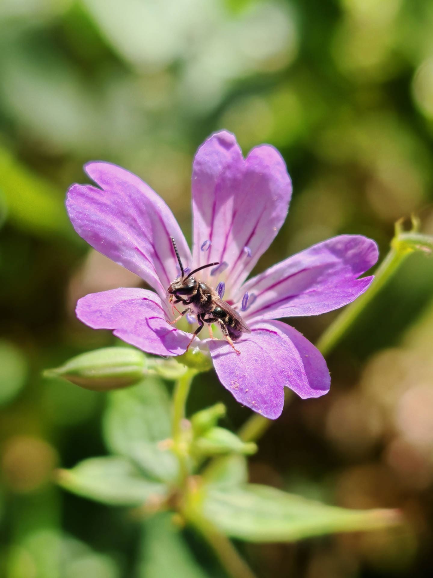 Géranium noueux