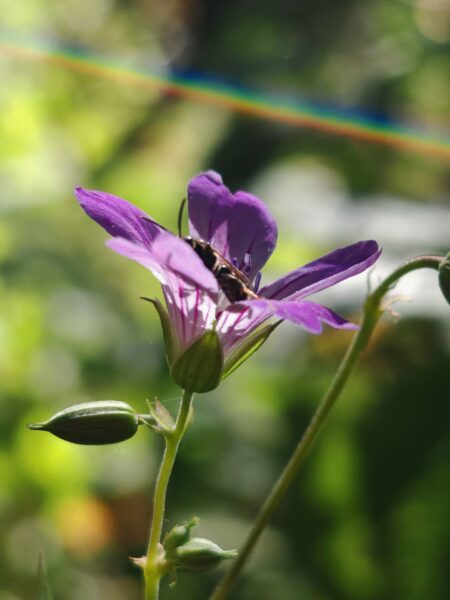 Géranium noueux