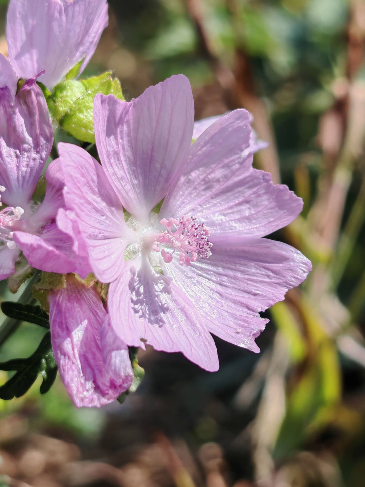 Mauve musquée