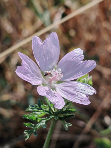 Mauve musquée