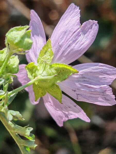 Mauve musquée