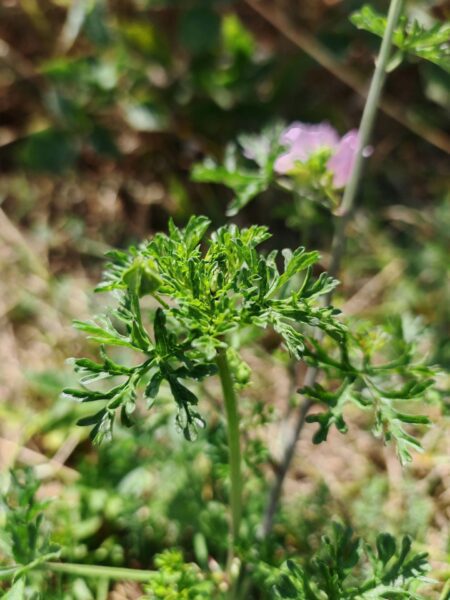Mauve musquée