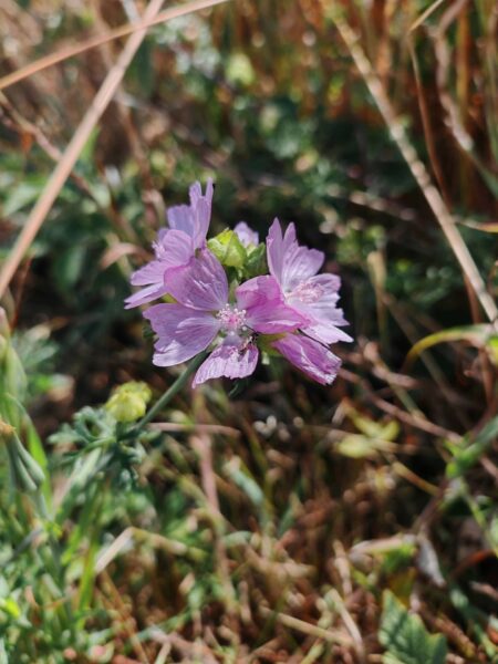 Mauve musquée