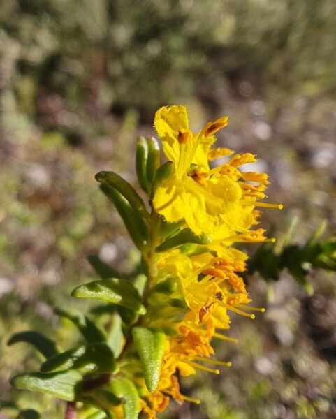 Odontite jaune