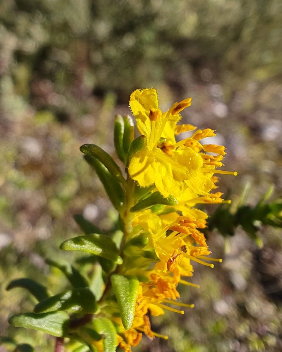 Odontite jaune