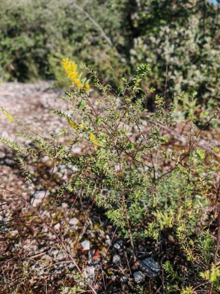 Odontite jaune