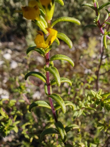 Odontite jaune