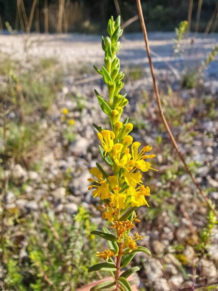 Odontite jaune