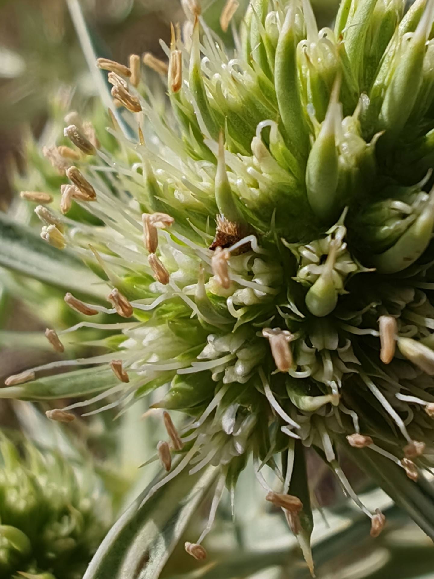 Panicaut champêtre