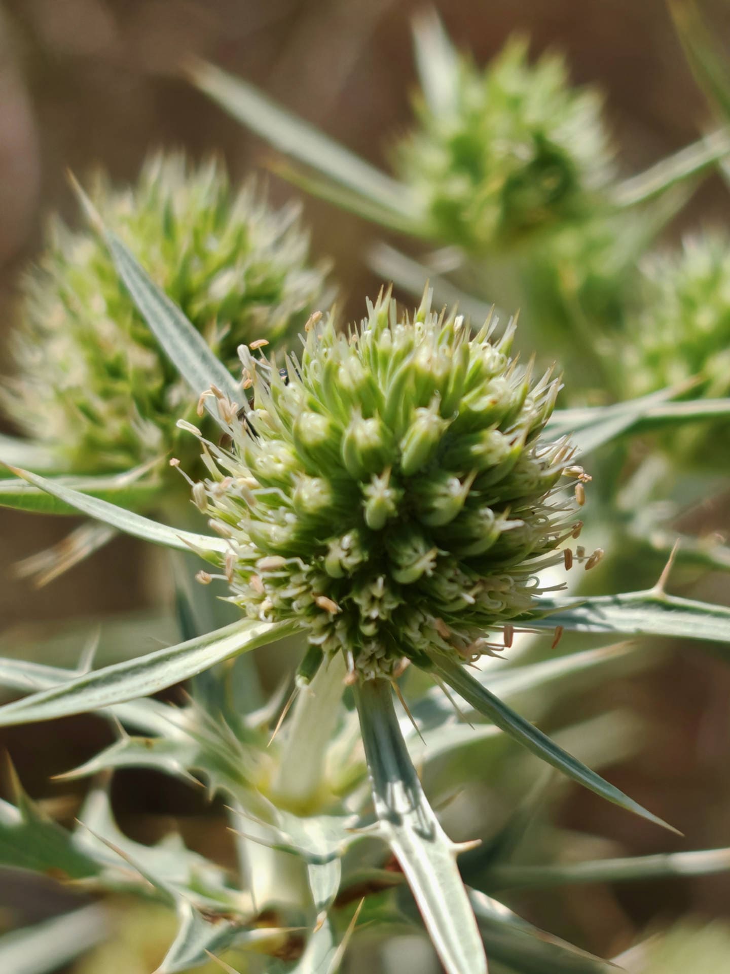 Panicaut champêtre