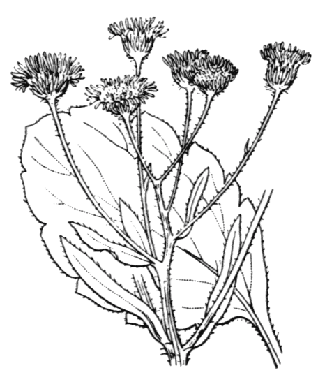 Vergerette annuelle