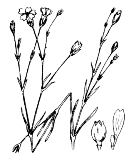 Tunique saxifrage