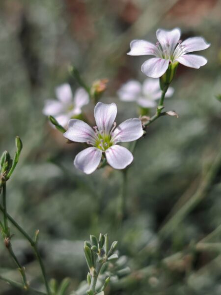 Tunique saxifrage
