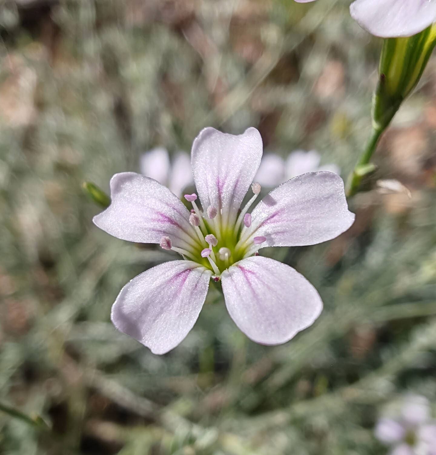 Tunique saxifrage