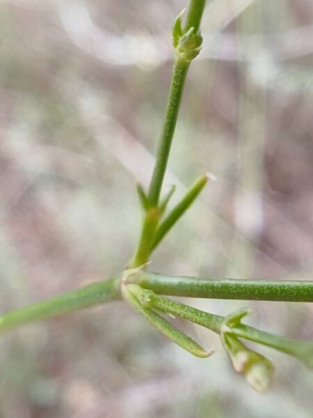 Tunique saxifrage