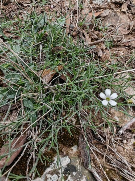 Tunique saxifrage