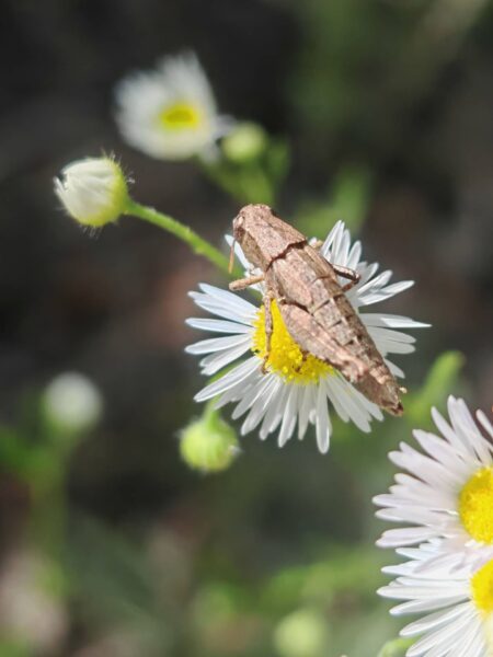 Vergerette annuelle