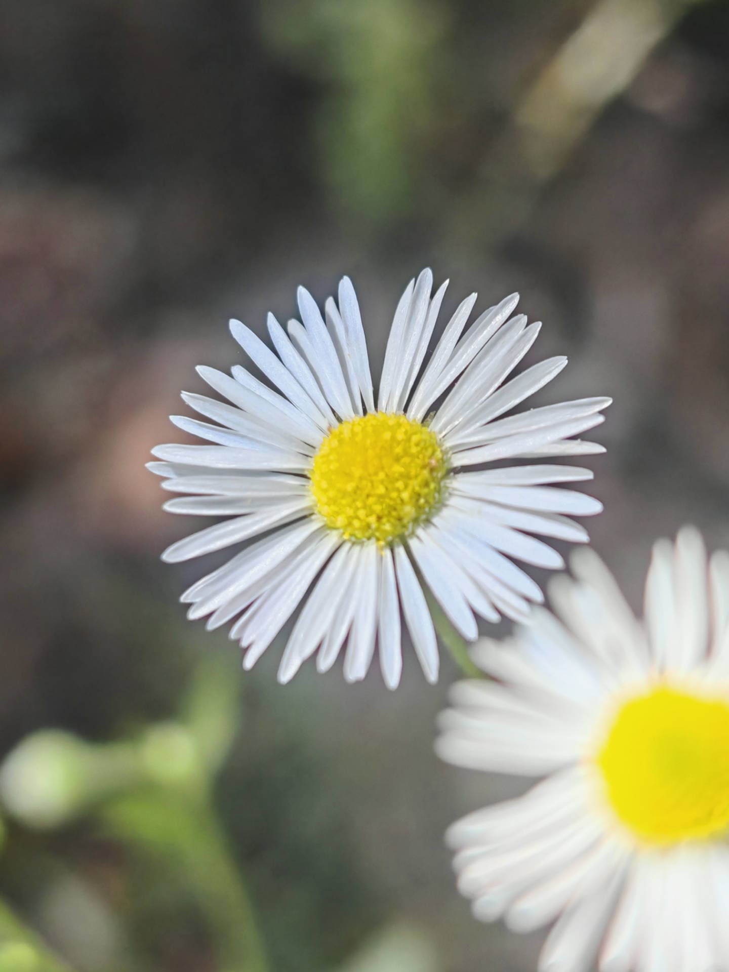 Vergerette annuelle