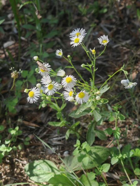 Vergerette annuelle